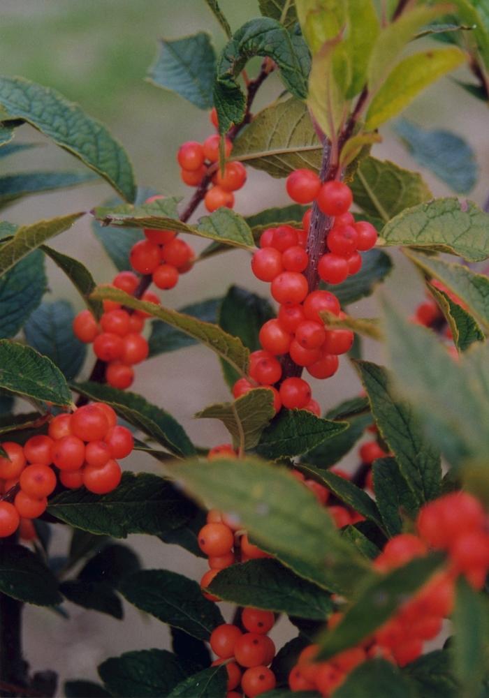 Ilex Verticillata Winter Gold - View 8 from www redcrocus com