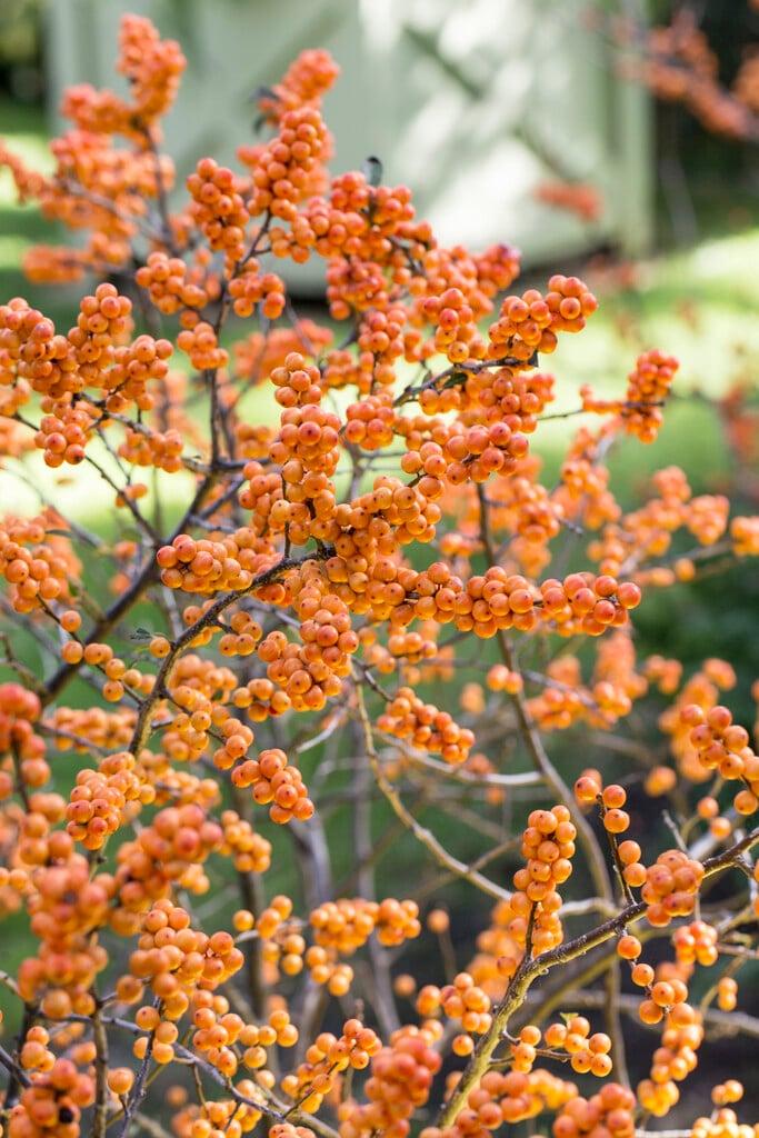 Ilex Verticillata Winter Gold - View 9 from www redcrocus com