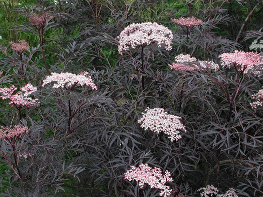 Sambucus Nigra Black Lace - View 1 from www redcrocus com