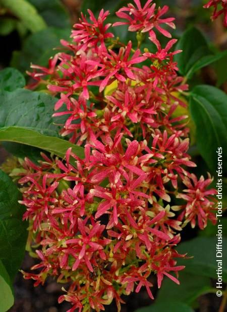 Heptacodium Miconioides Tianshan Single Stem - View 5 from www redcrocus com