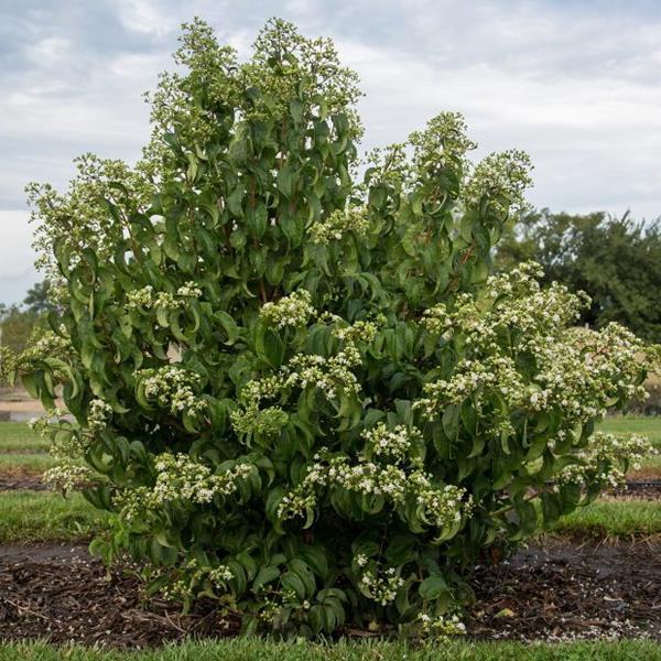 Heptacodium Miconioides Tianshan Single Stem - View 9 from www redcrocus com