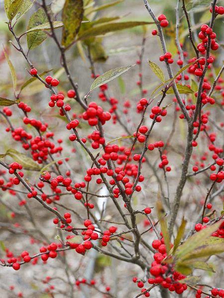 RedCrocus Maryland Beauty Winterberry Ilex verticillata - Bushy Deciduous Shrub, Bright Red Berries, Attracts Pollinators, Container Friendly, Hardy in Zones 3-9  6/7' h B&B