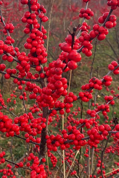 RedCrocus Maryland Beauty Winterberry Ilex verticillata - Bushy Deciduous Shrub, Bright Red Berries, Attracts Pollinators, Container Friendly, Hardy in Zones 3-9  6/7' h B&B