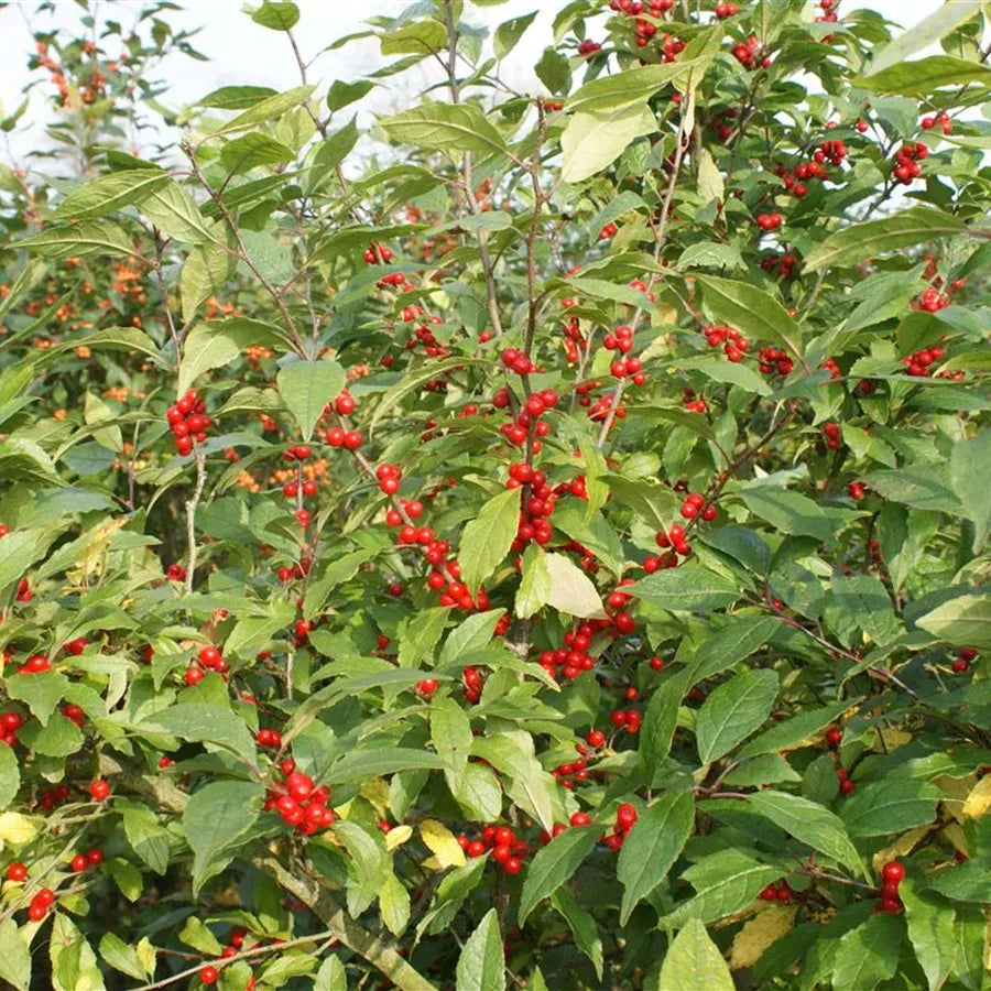 RedCrocus Maryland Beauty Winterberry Ilex verticillata - Bushy Deciduous Shrub, Bright Red Berries, Attracts Pollinators, Container Friendly, Hardy in Zones 3-9  6/7' h B&B