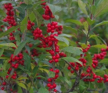 RedCrocus Maryland Beauty Winterberry Ilex verticillata - Bushy Deciduous Shrub, Bright Red Berries, Attracts Pollinators, Container Friendly, Hardy in Zones 3-9  6/7' h B&B