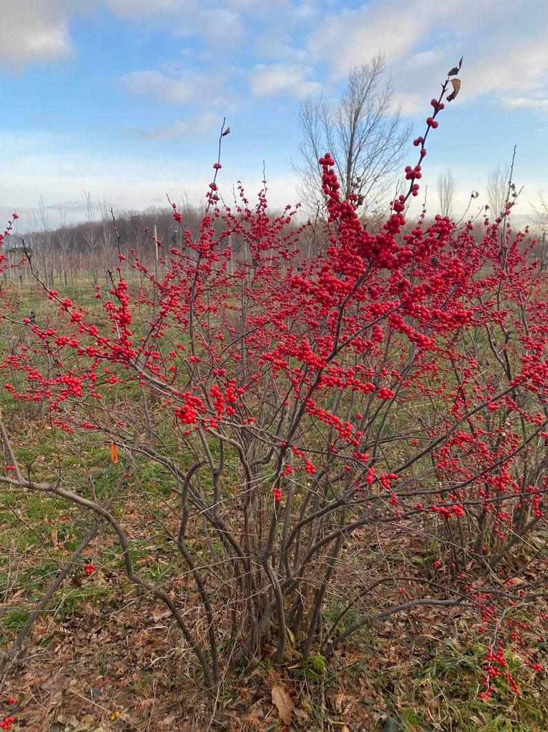 Ilex Verticillata Maryland Beauty - View 15 from www redcrocus com