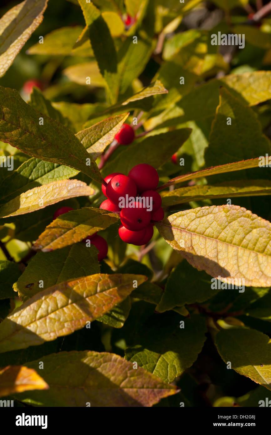Ilex Verticillata Winter Red - View 15 from www redcrocus com