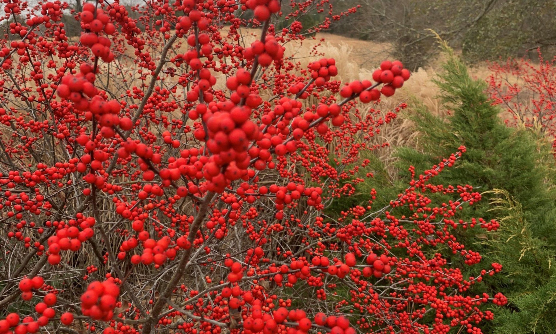 Ilex Verticillata Winter Red - View 16 from www redcrocus com