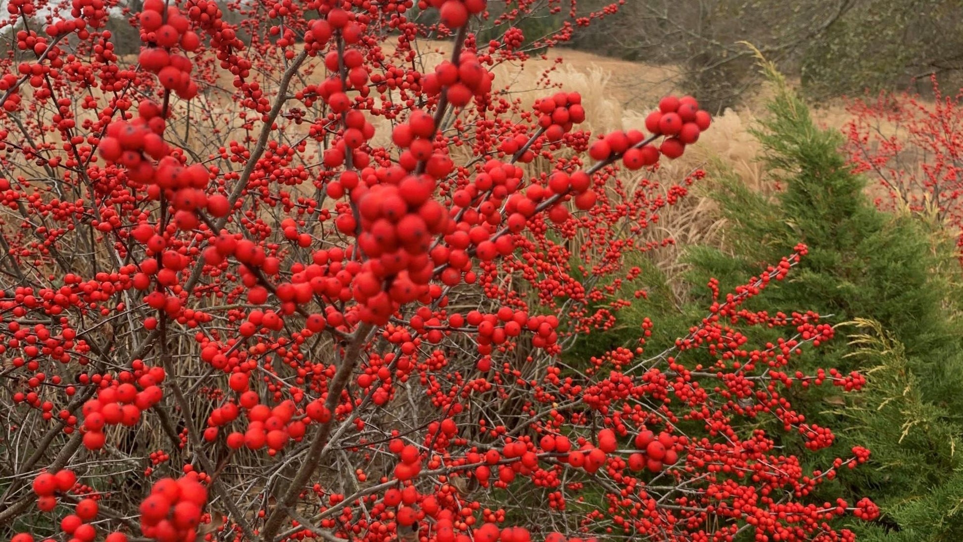 Ilex Verticillata Winter Red - View 17 from www redcrocus com