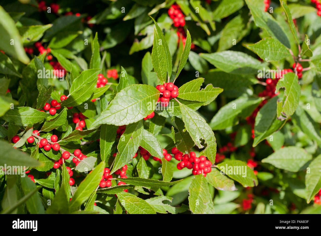 Ilex Verticillata Winter Red - View 18 from www redcrocus com