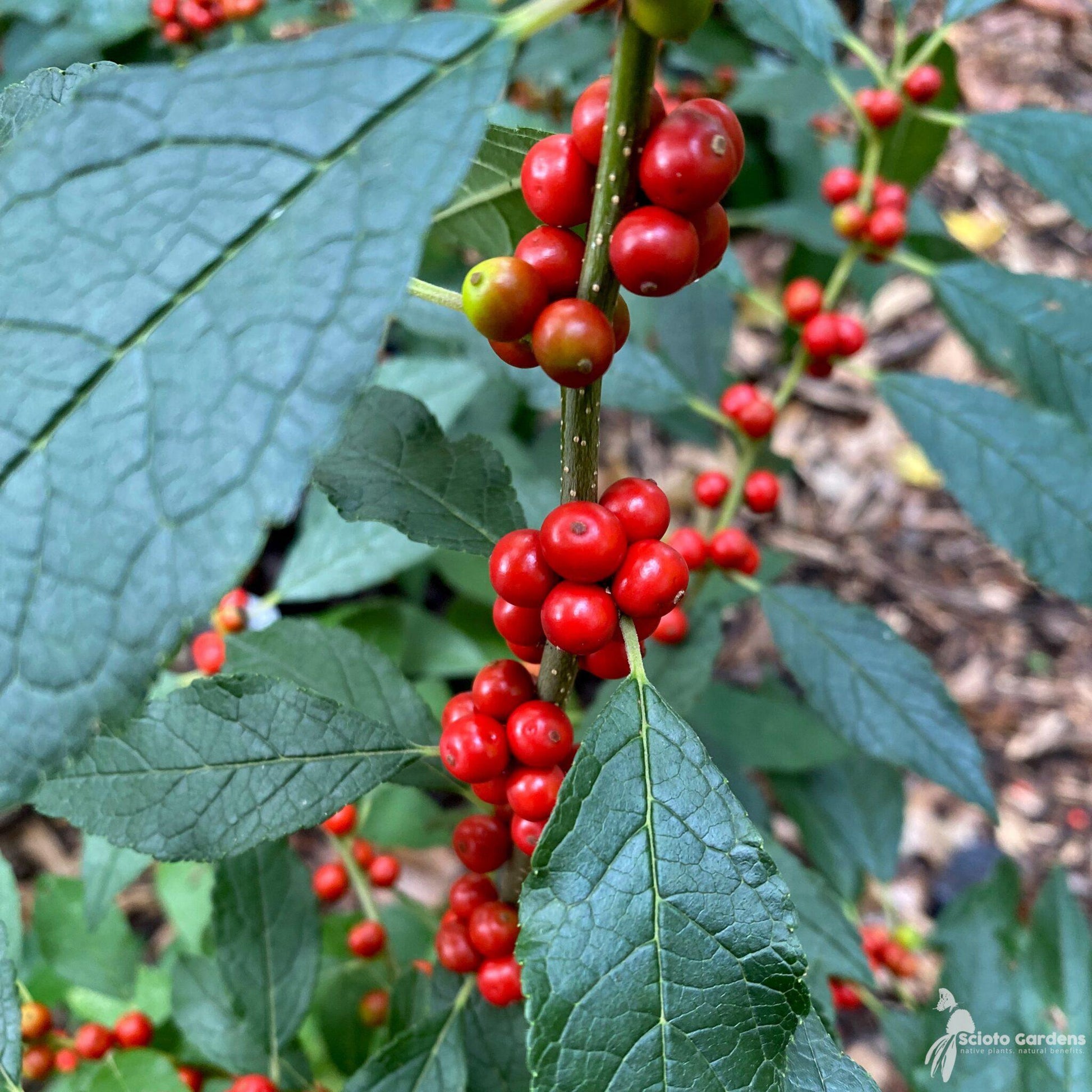 Ilex Verticillata Winter Red - View 3 from www redcrocus com