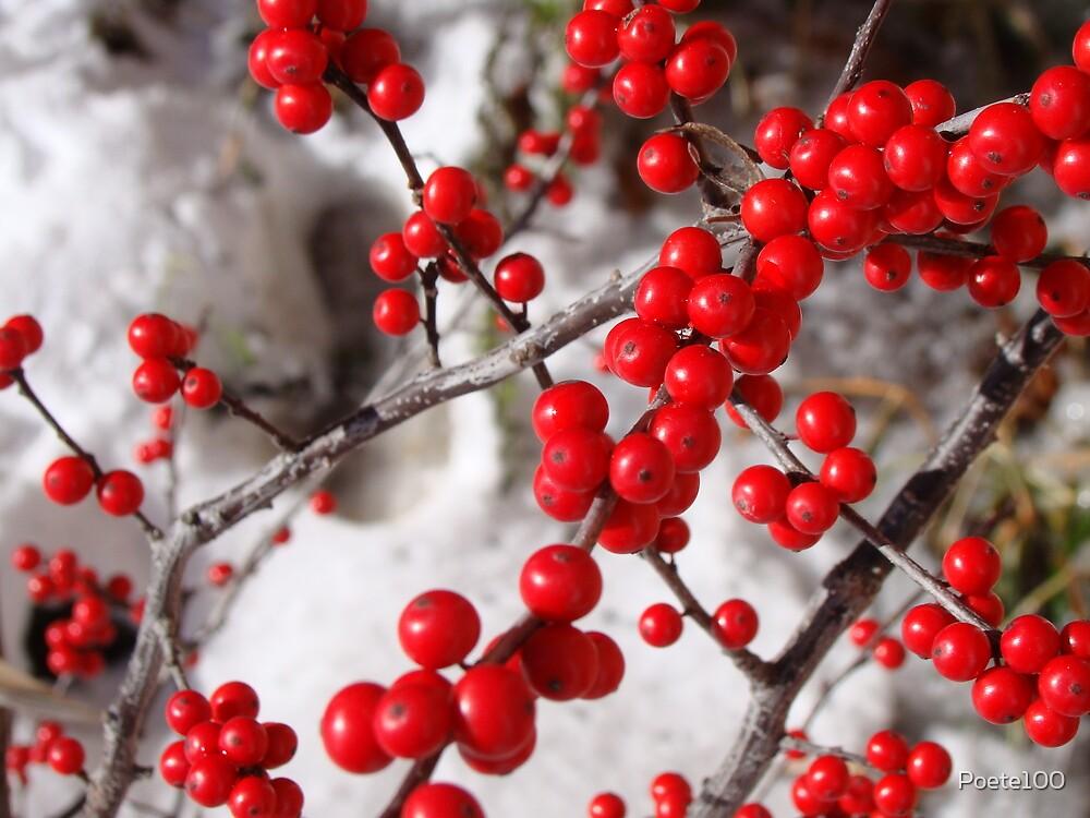 Ilex Verticillata Winter Red - View 5 from www redcrocus com