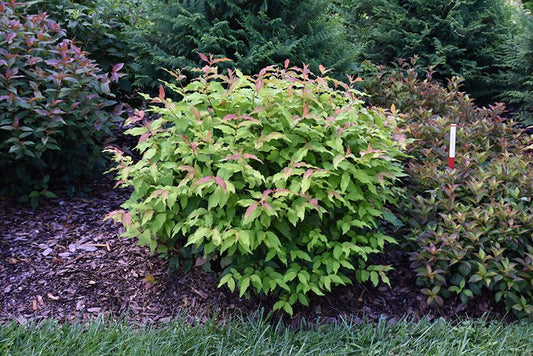 Diervilla Rivularis 'kodiak Fresh' - View 1 from www redcrocus com