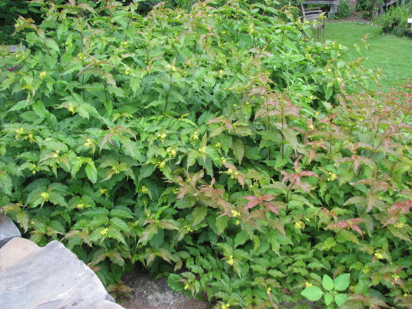 Diervilla Lonicera Copper - View 13 from www redcrocus com