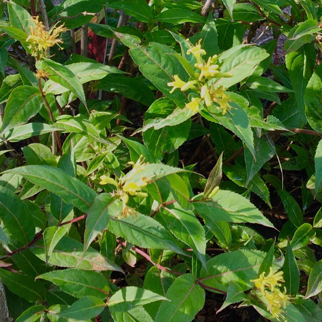 Diervilla Lonicera Copper - View 1 from www redcrocus com