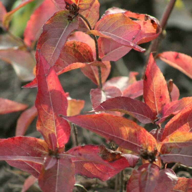 Diervilla Lonicera Copper - View 2 from www redcrocus com