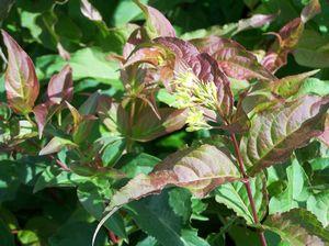 Diervilla Lonicera Copper - View 4 from www redcrocus com