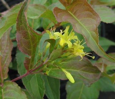 Diervilla Lonicera Copper - View 5 from www redcrocus com