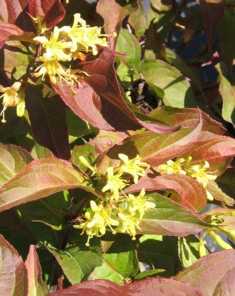 Diervilla Lonicera 'copper' - View 14 from www redcrocus com