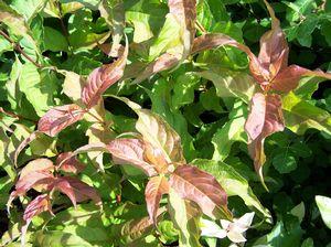 Diervilla Lonicera 'copper' - View 7 from www redcrocus com