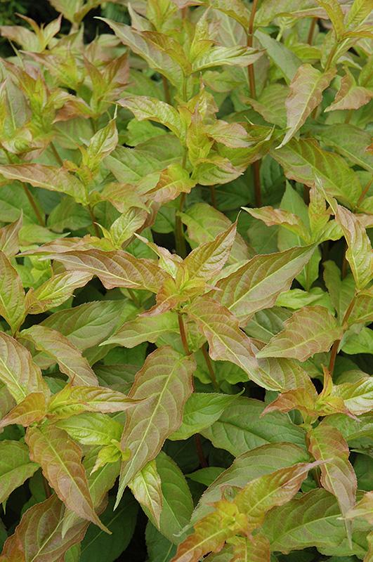 Diervilla Lonicera 'copper' - View 9 from www redcrocus com