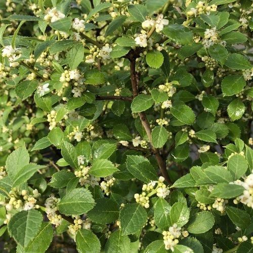 Ilex Verticillata 'berry Poppins' - View 1 from www redcrocus com