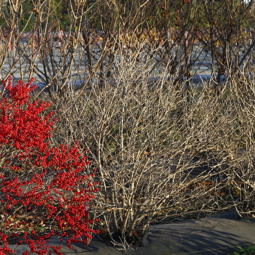 Ilex Verticillata 'berry Poppins' - View 26 from www redcrocus com