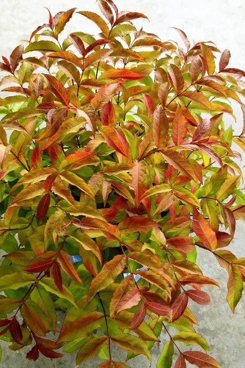 Diervilla Sessilifolia 'firefly' - View 2 from www redcrocus com