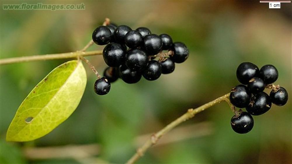 Ligustrum Ovalifolium - View 10 from www redcrocus com