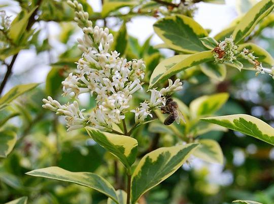 Ligustrum Ovalifolium - View 12 from www redcrocus com