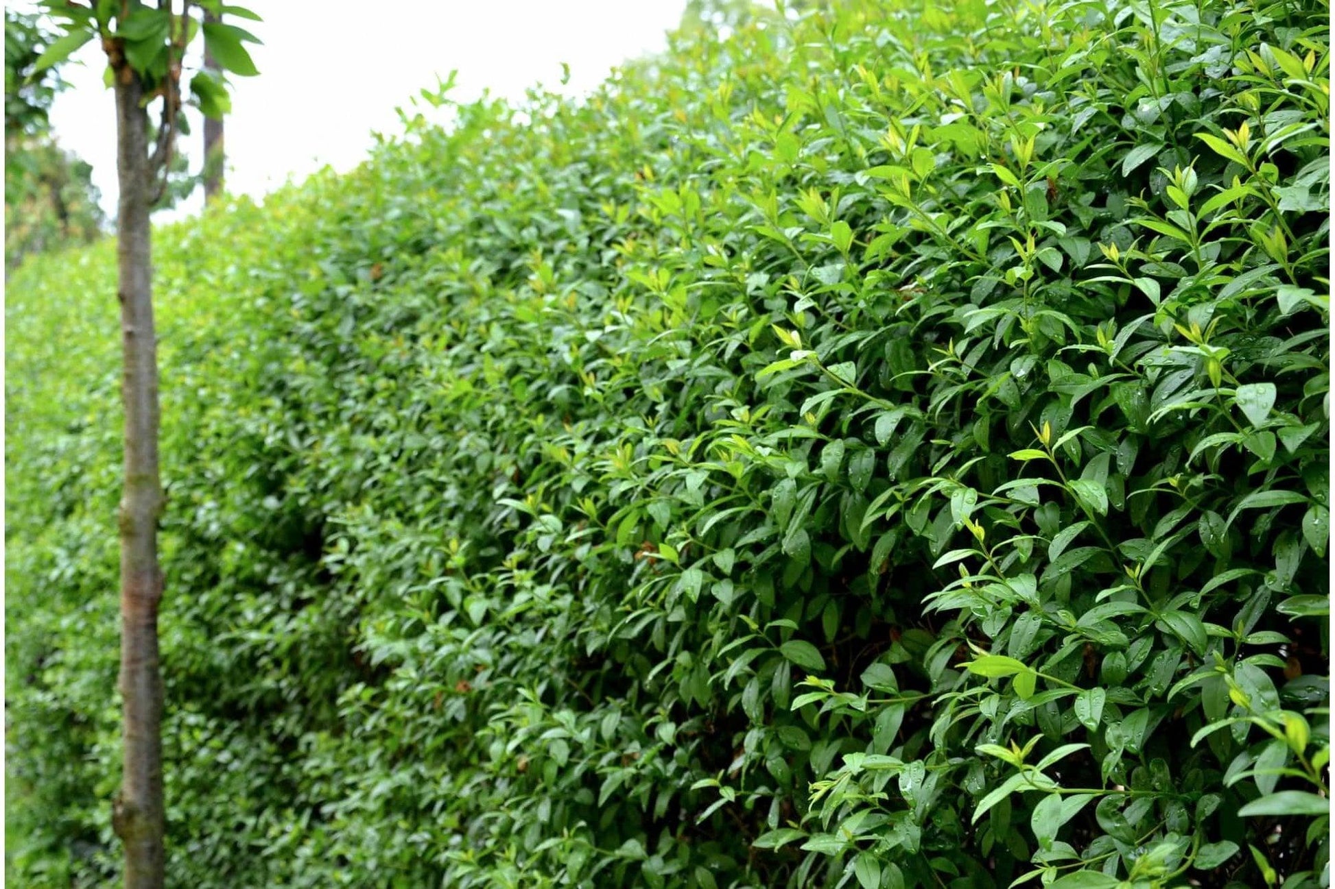 Ligustrum Ovalifolium - View 14 from www redcrocus com