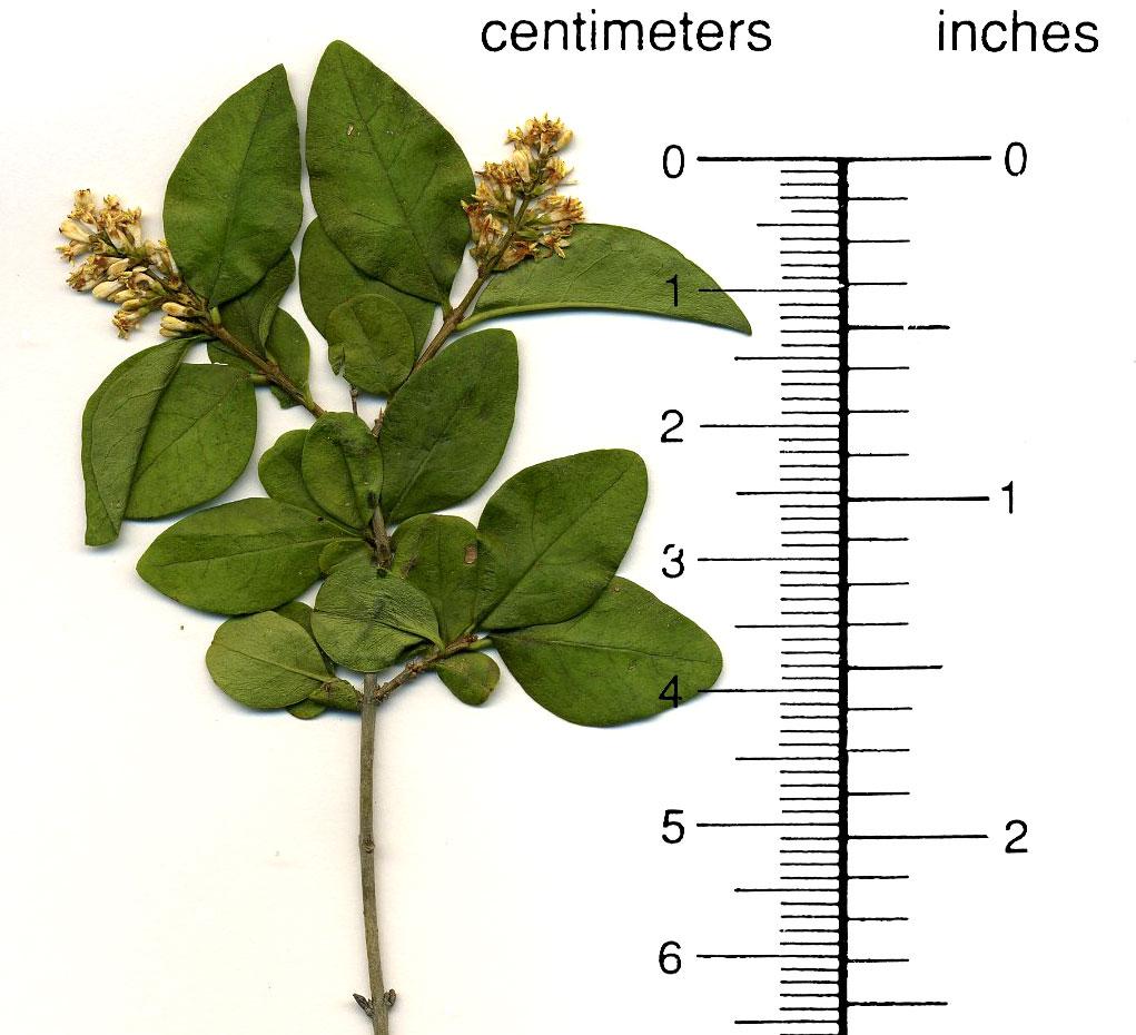 Ligustrum Ovalifolium - View 15 from www redcrocus com