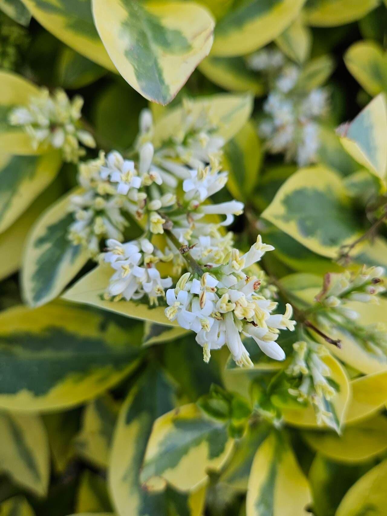 Ligustrum Ovalifolium - View 16 from www redcrocus com