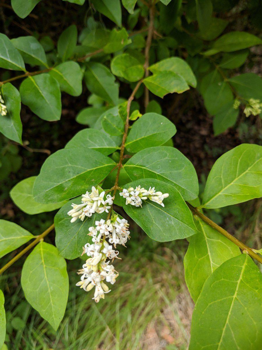 Ligustrum Ovalifolium - View 17 from www redcrocus com