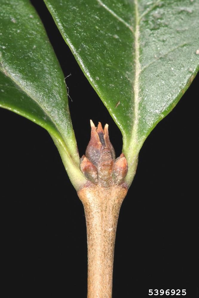 Ligustrum Ovalifolium - View 18 from www redcrocus com