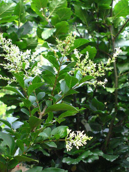 Ligustrum Ovalifolium - View 19 from www redcrocus com