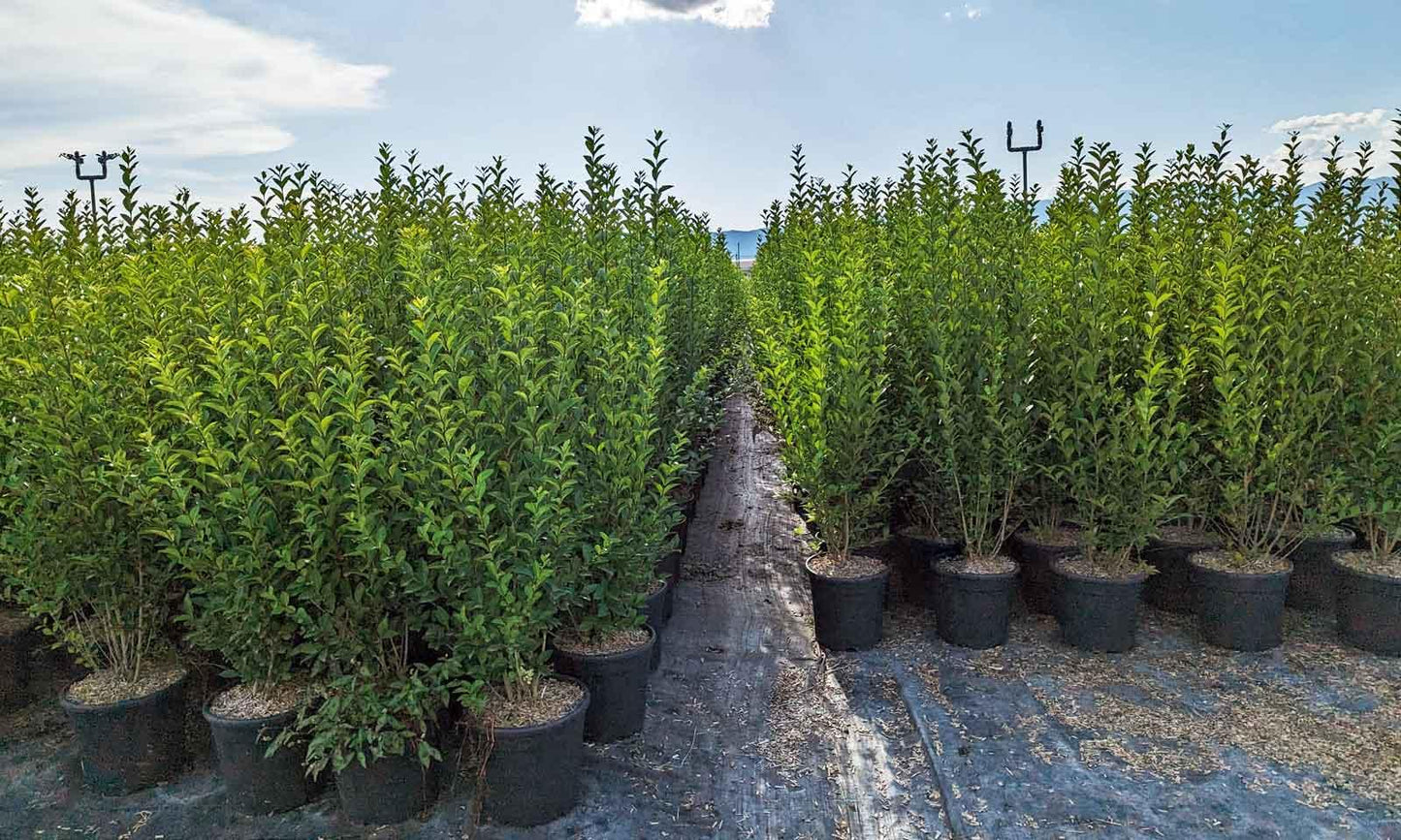 Ligustrum Ovalifolium - View 20 from www redcrocus com