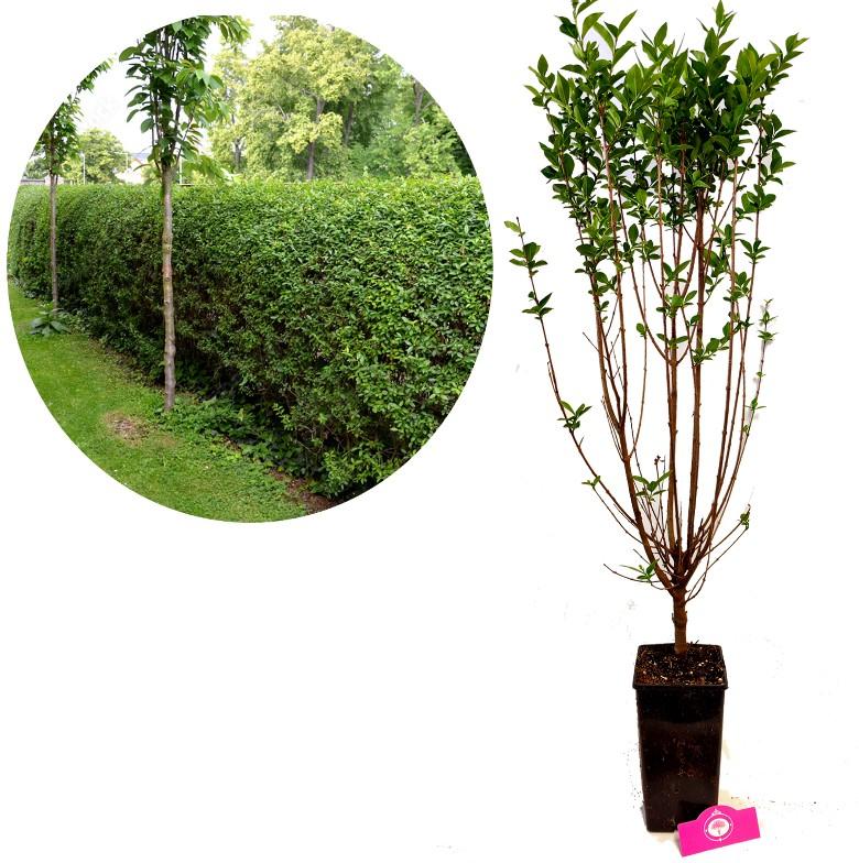 Ligustrum Ovalifolium - View 22 from www redcrocus com