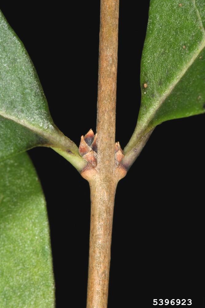 Ligustrum Ovalifolium - View 24 from www redcrocus com