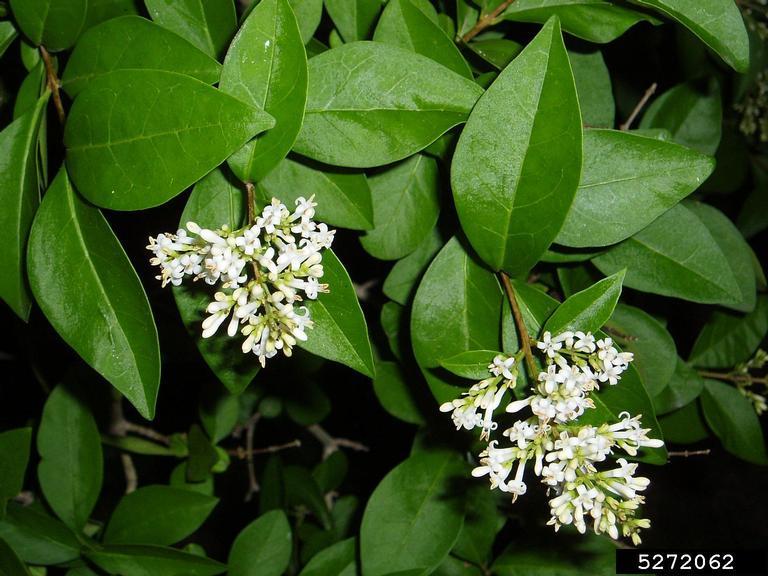Ligustrum Ovalifolium - View 28 from www redcrocus com