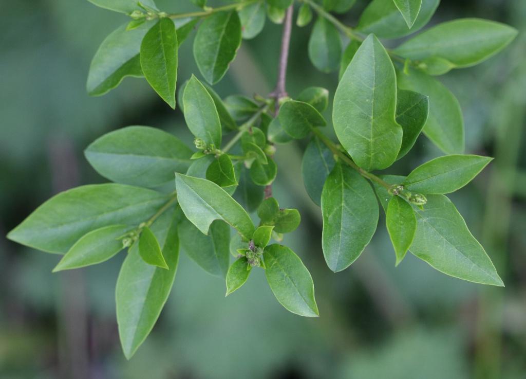 Ligustrum Ovalifolium - View 29 from www redcrocus com