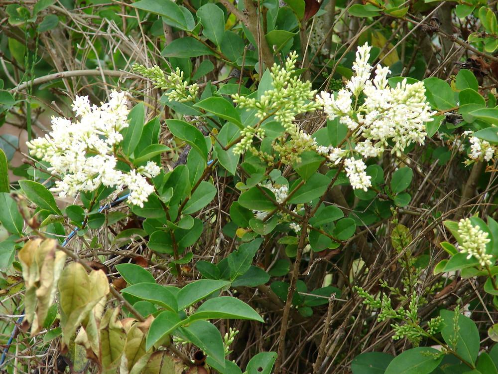 Ligustrum Ovalifolium - View 30 from www redcrocus com