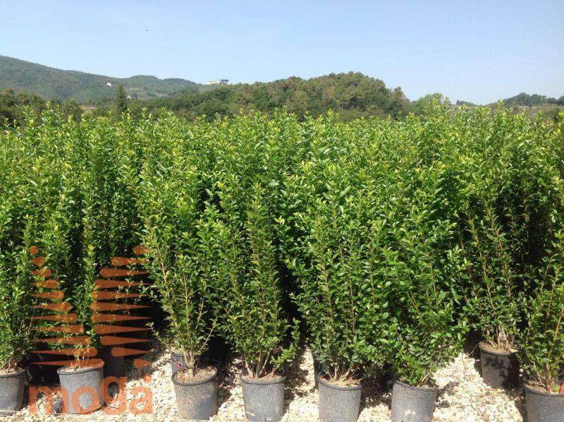 Ligustrum Ovalifolium - View 33 from www redcrocus com