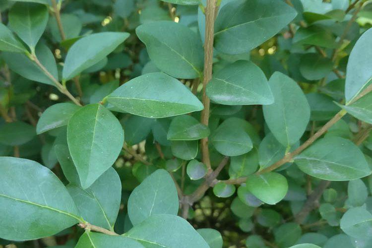 Ligustrum Ovalifolium - View 36 from www redcrocus com