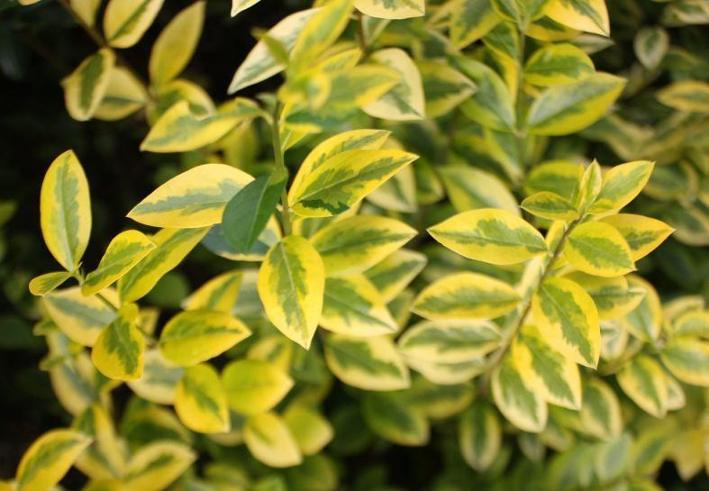 Ligustrum Ovalifolium - View 37 from www redcrocus com
