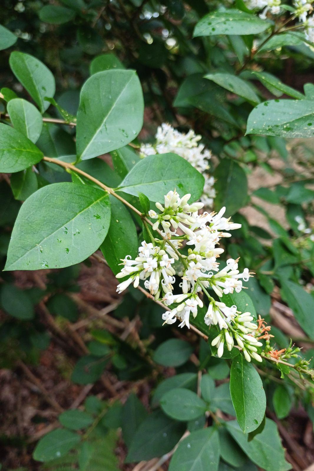 Ligustrum Ovalifolium - View 3 from www redcrocus com