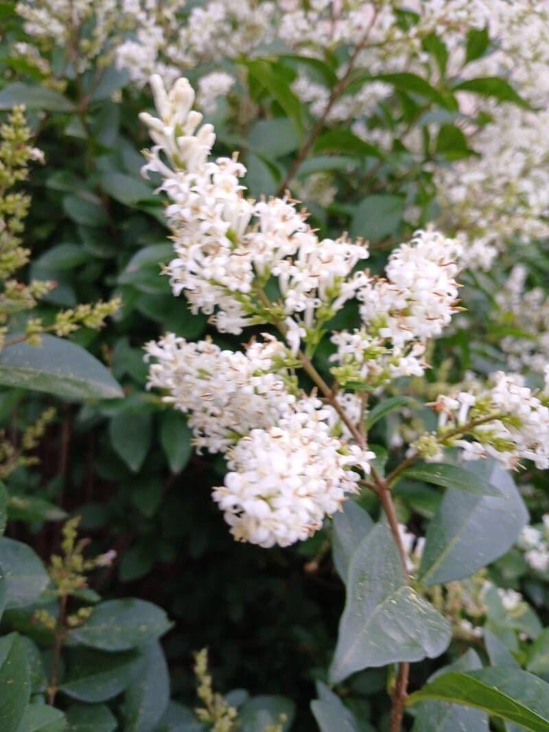 Ligustrum Ovalifolium - View 7 from www redcrocus com