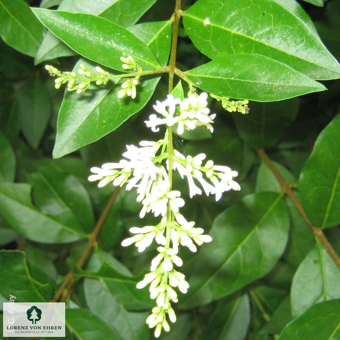 Ligustrum Ovalifolium - View 8 from www redcrocus com