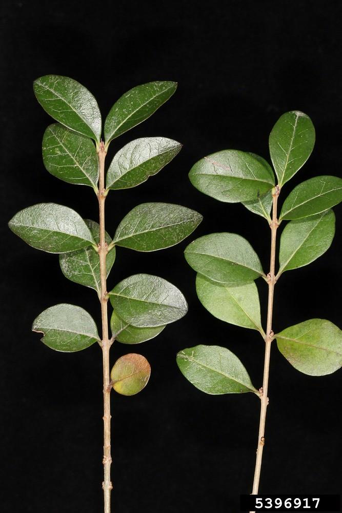 Ligustrum Ovalifolium - View 9 from www redcrocus com
