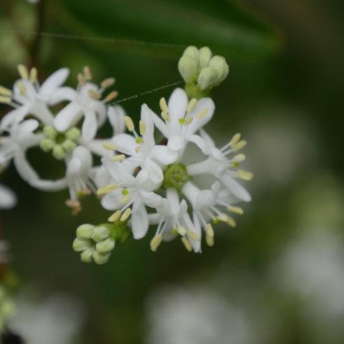 Heptacodium Miconioides 'temple Of Bloom' Multi Stem - View 10 from www redcrocus com